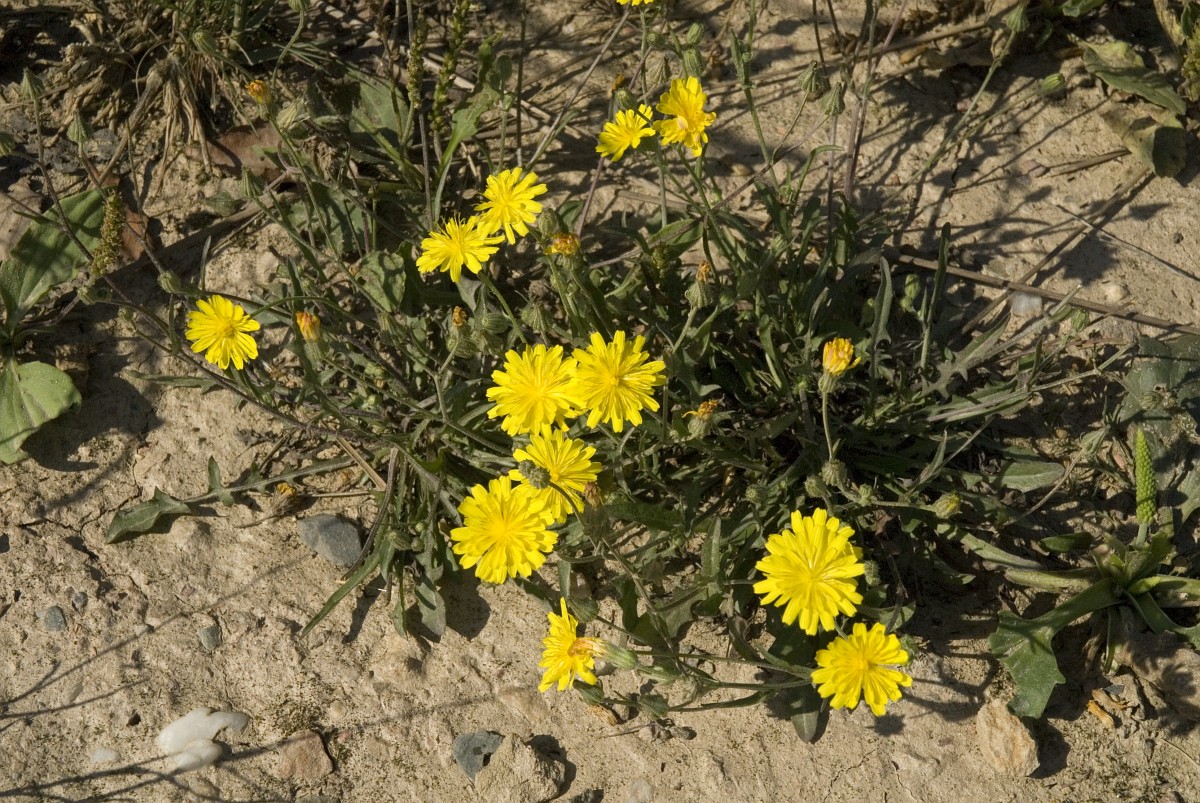 Ruslar mast va uxlayotgan odamlarni eshakda sikishadi